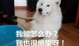 娱乐吃瓜酱怕狗大哥